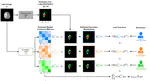 Disentangling Human Error from Ground Truth in Segmentation of Medical Images